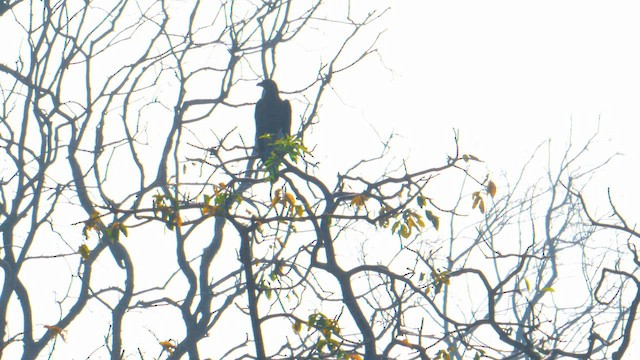 Gray-headed Fish-Eagle - ML646570397