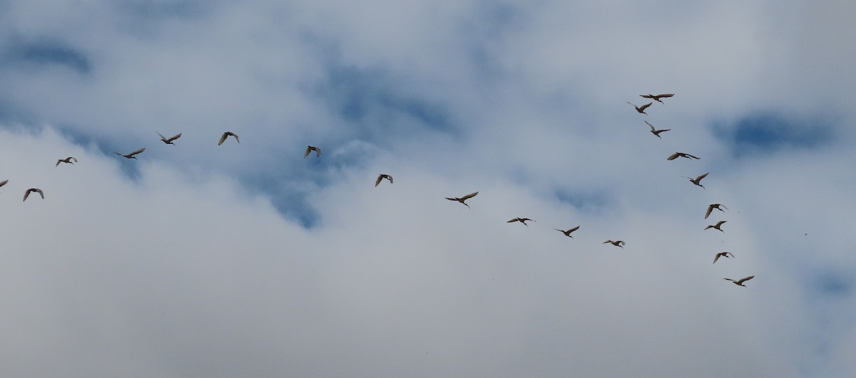 Australian Ibis - ML646570402