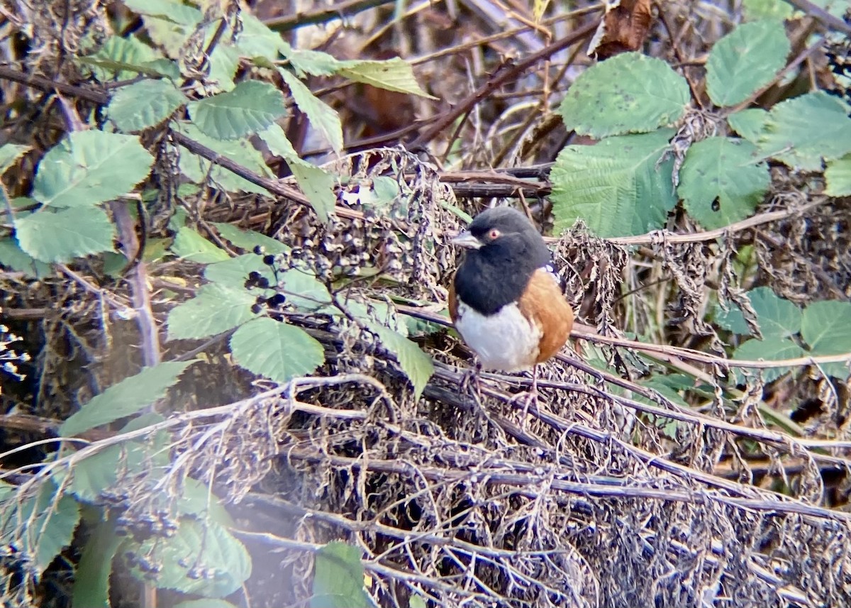 Spotted Towhee - ML646570406
