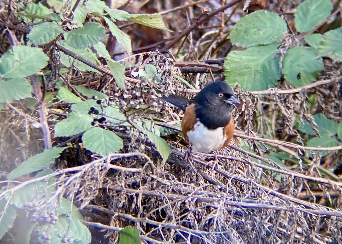 Spotted Towhee - ML646570407