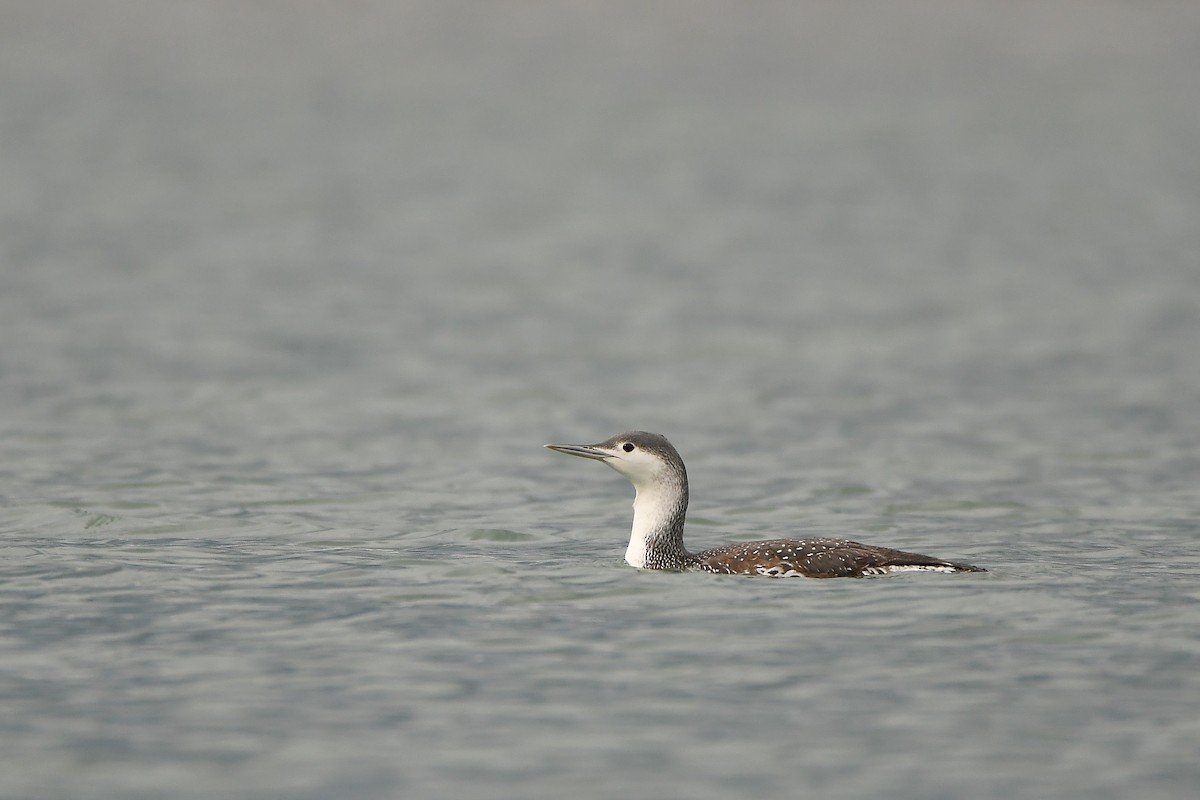 smålom - ML646570437