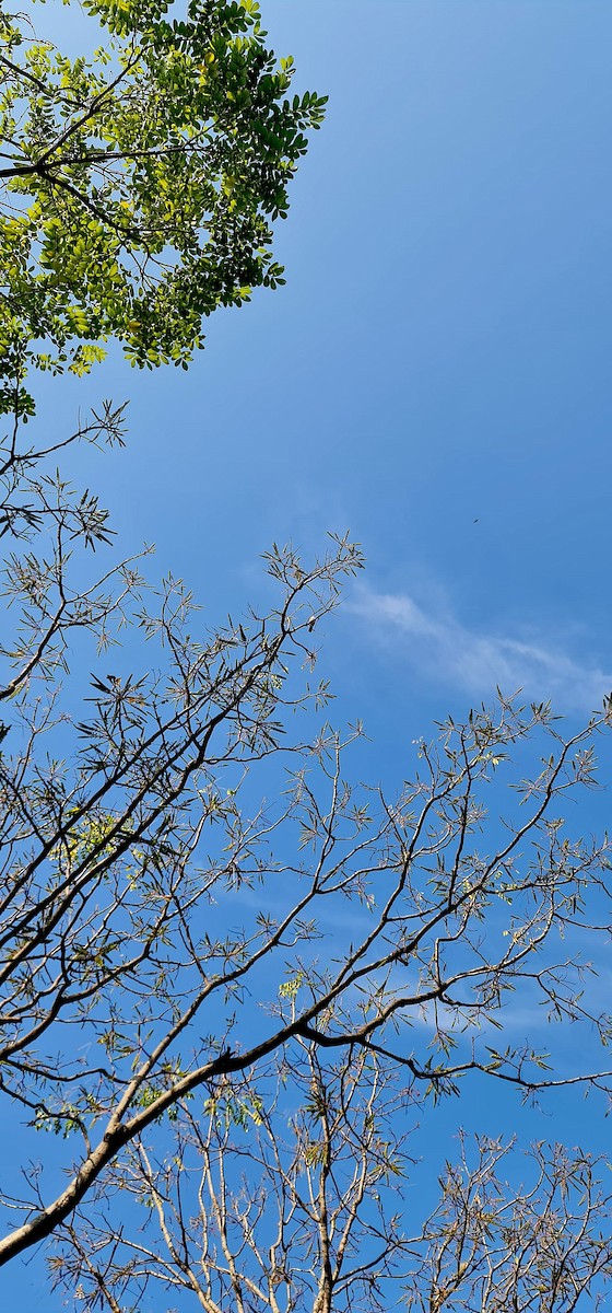 hrdlička zahradní - ML646570438