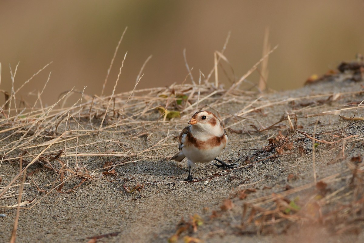 ユキホオジロ - ML646570442
