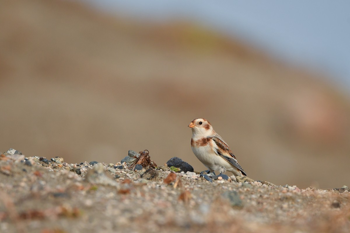 ユキホオジロ - ML646570443