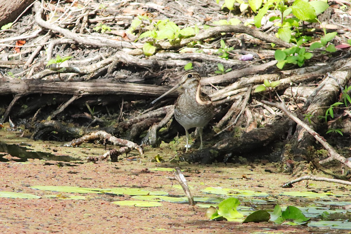 Latham's Snipe - ML646570446