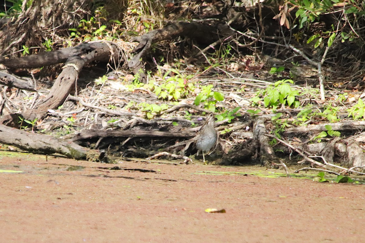 Latham's Snipe - ML646570447