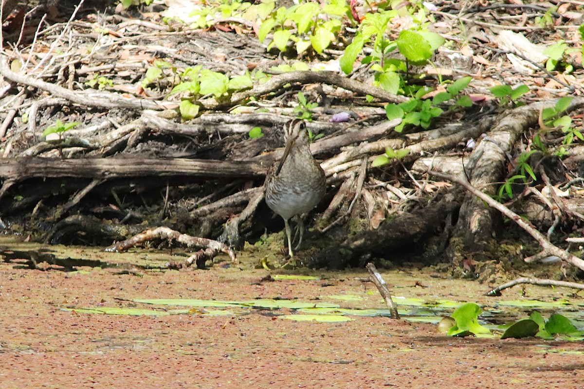 Latham's Snipe - ML646570448