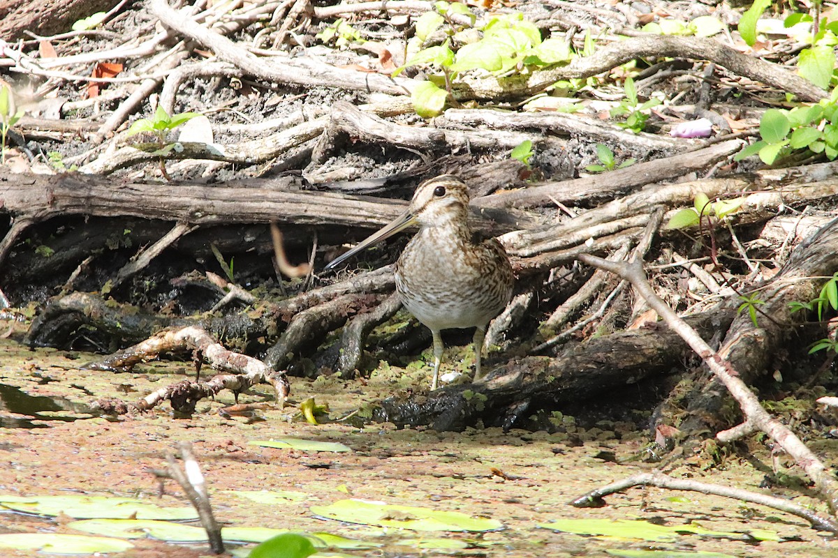 Latham's Snipe - ML646570449