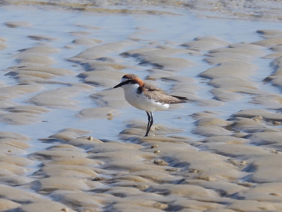 Red-capped Plover - ML646570452