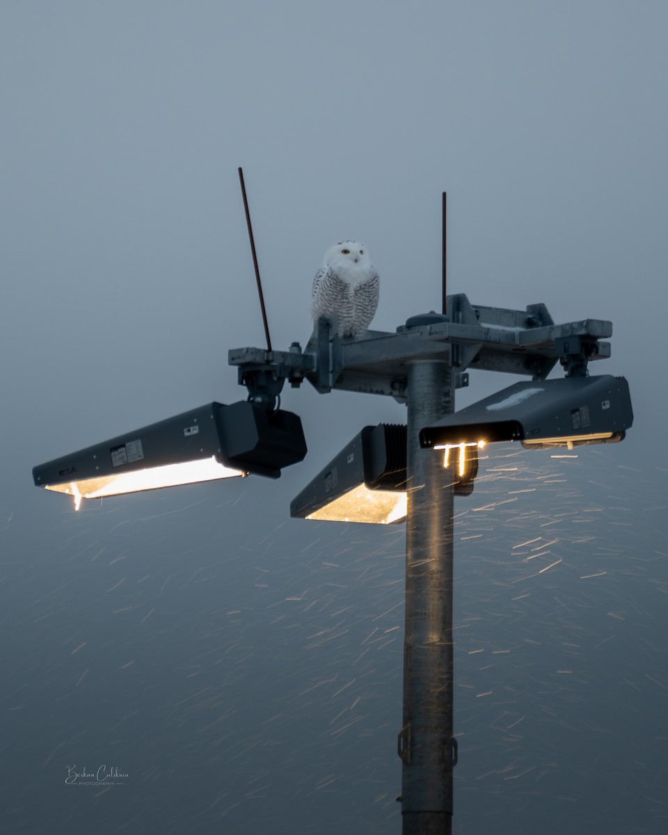 Snowy Owl - ML646570454