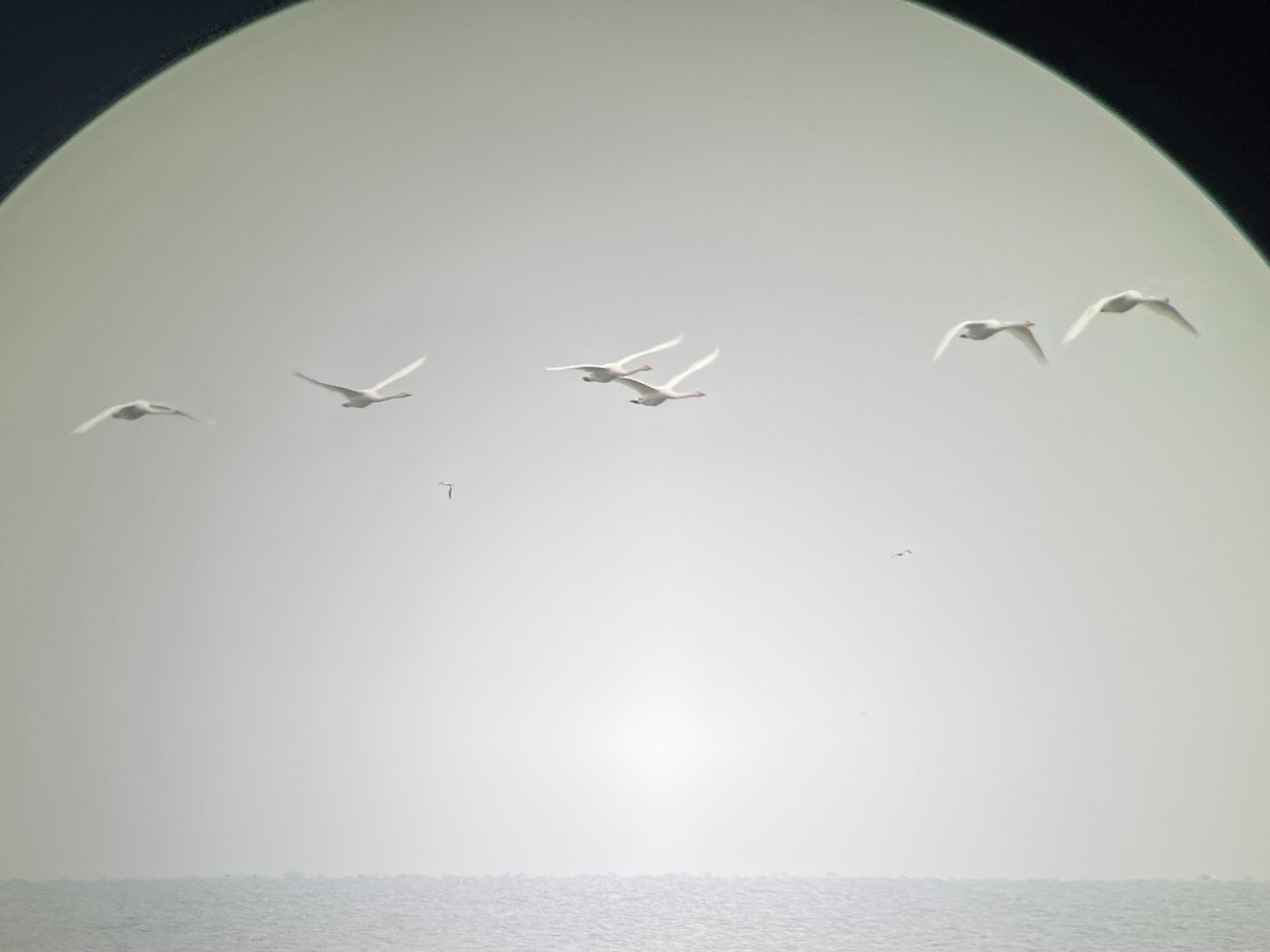 Cisne Cantor - ML646570456