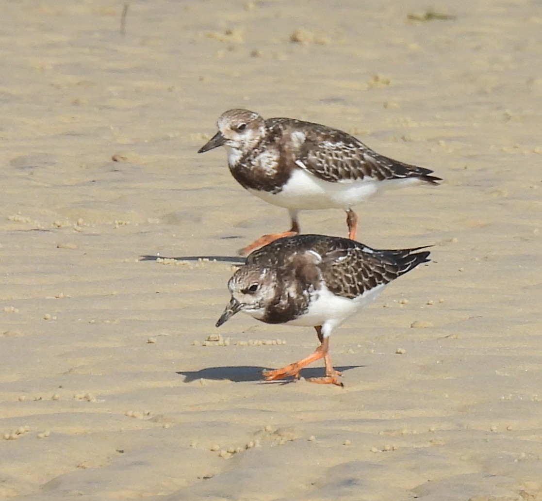 Ruddy Turnstone - ML646570457