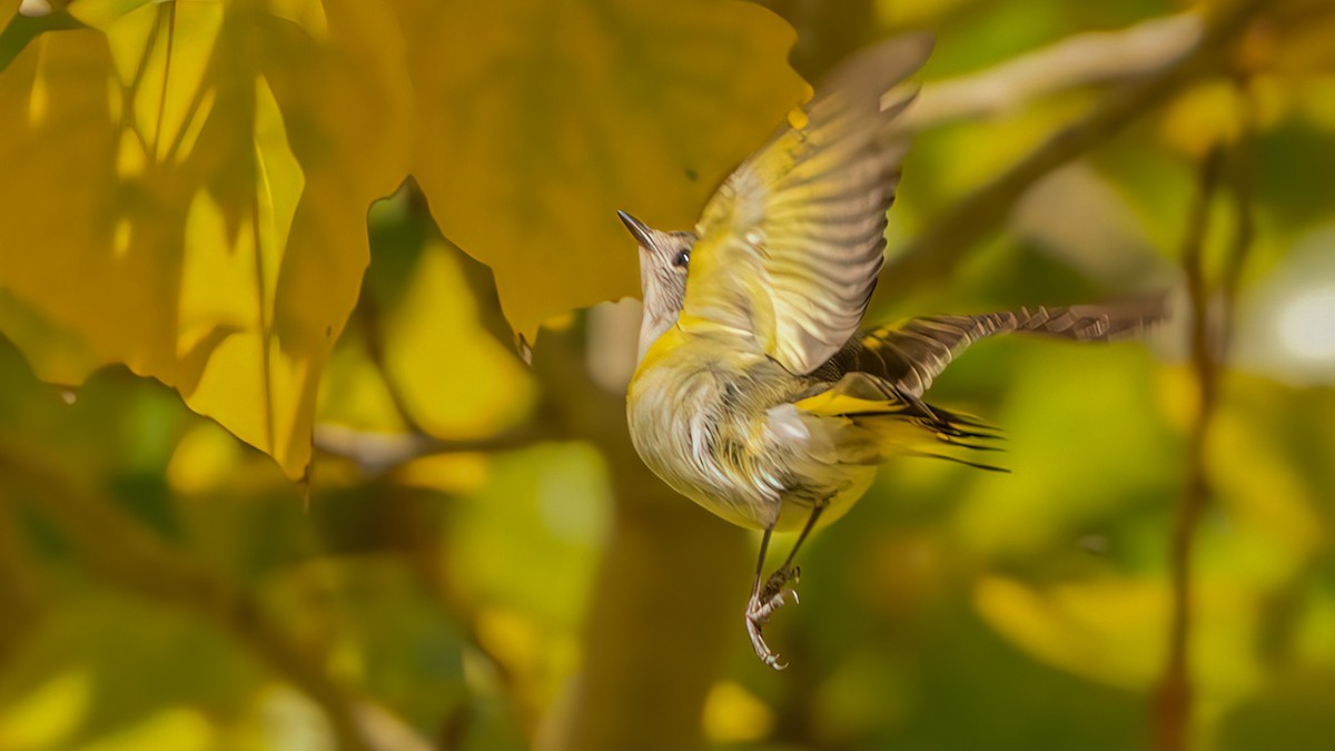 סבכון חכלילי - ML646570460