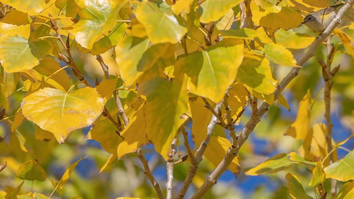 סבכון חכלילי - ML646570461