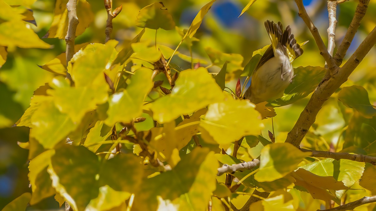 סבכון חכלילי - ML646570462