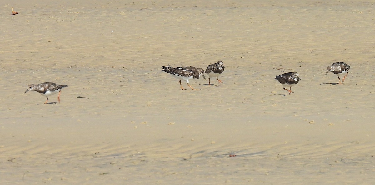 Ruddy Turnstone - ML646570466