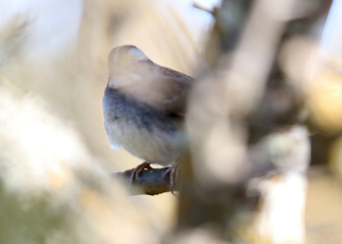 strnadec bělohrdlý - ML646570467