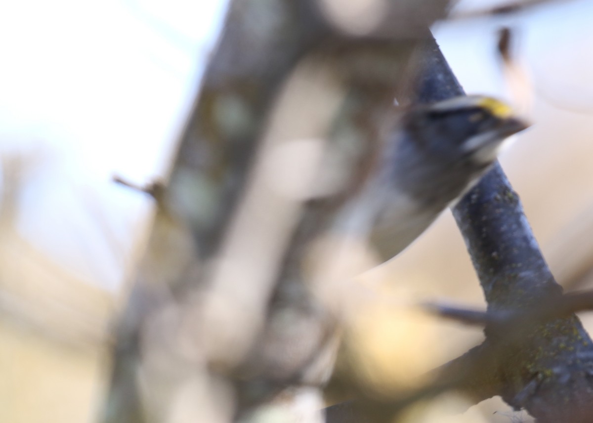 strnadec bělohrdlý - ML646570468