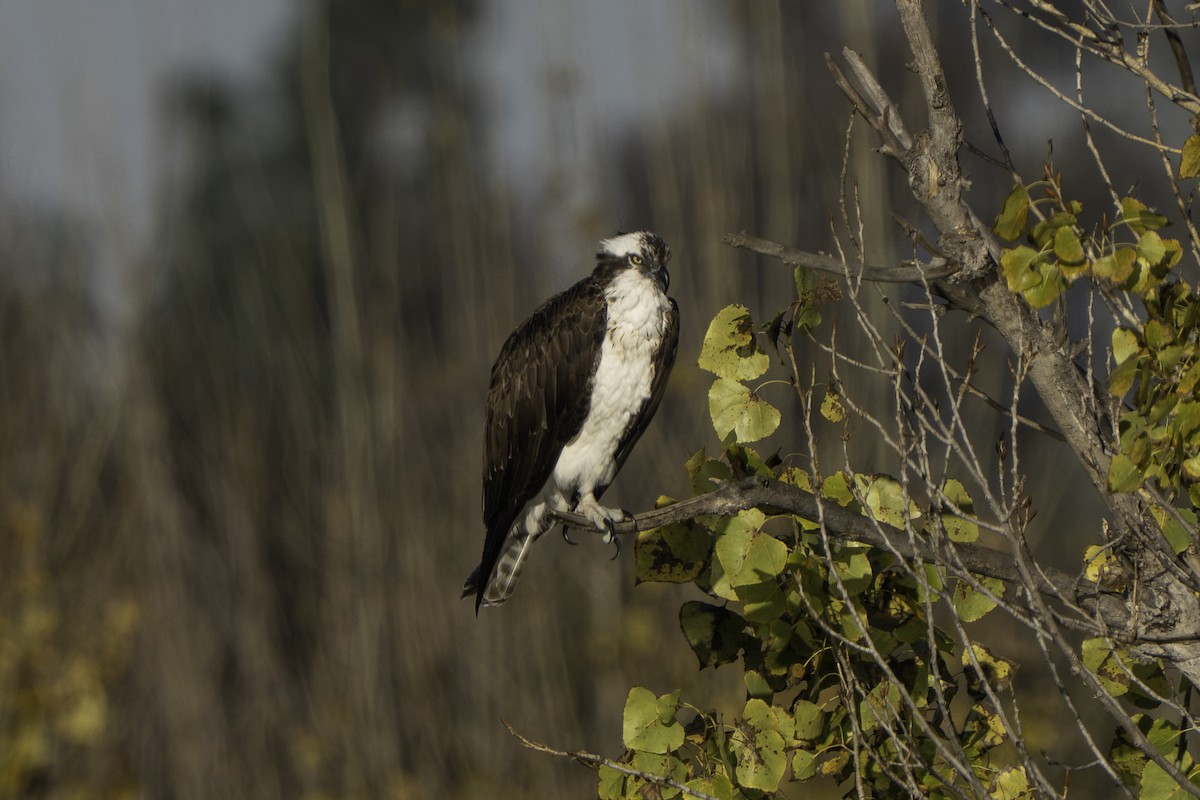 Osprey - ML646570469