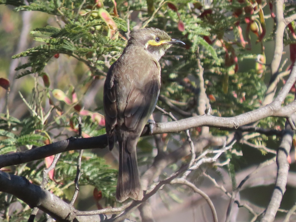 Yellow-faced Honeyeater - ML646570471