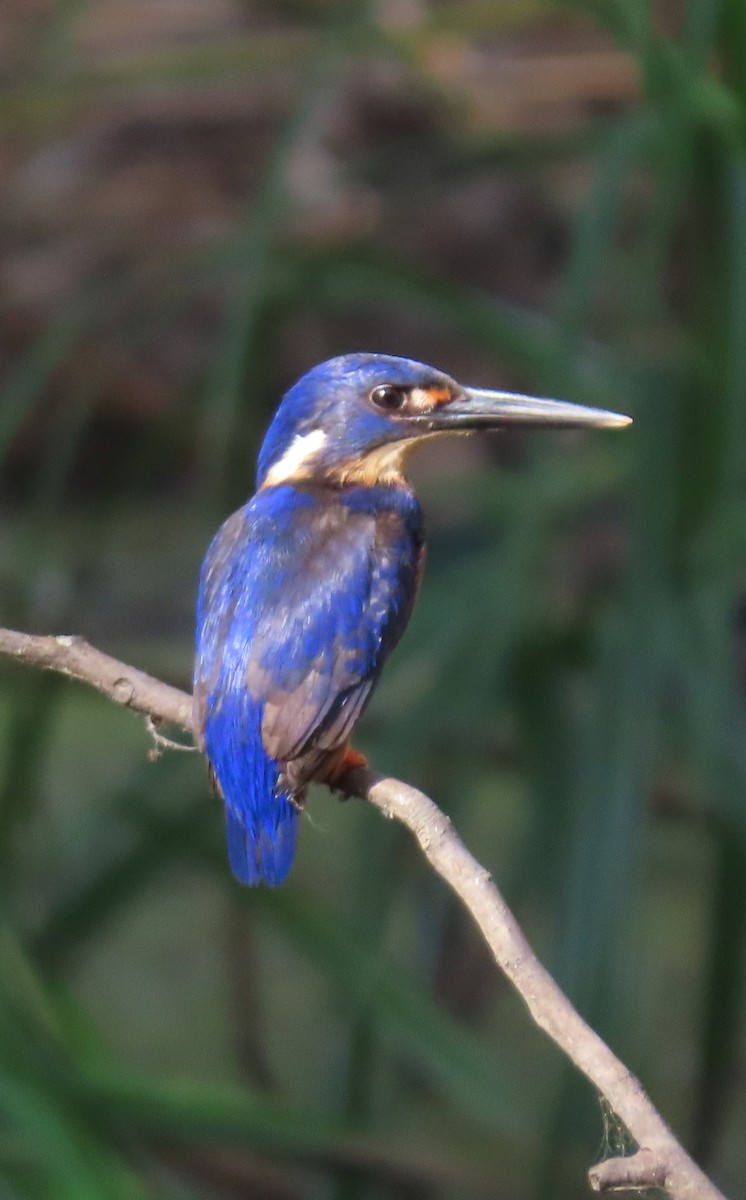 Azure Kingfisher - ML646570476