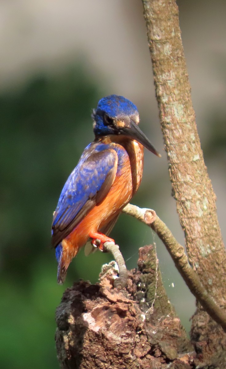 Azure Kingfisher - ML646570477