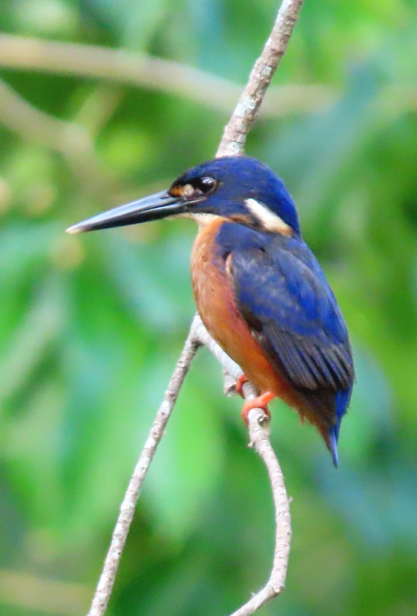 Azure Kingfisher - ML646570478