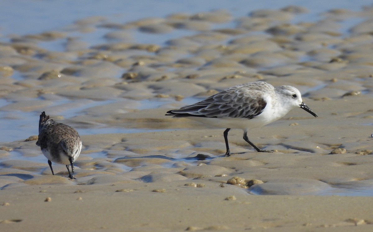 Sanderling - ML646570483
