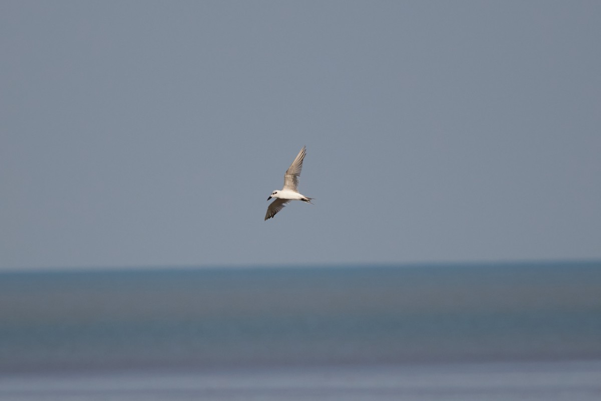 Gull-billed Tern - ML646570486