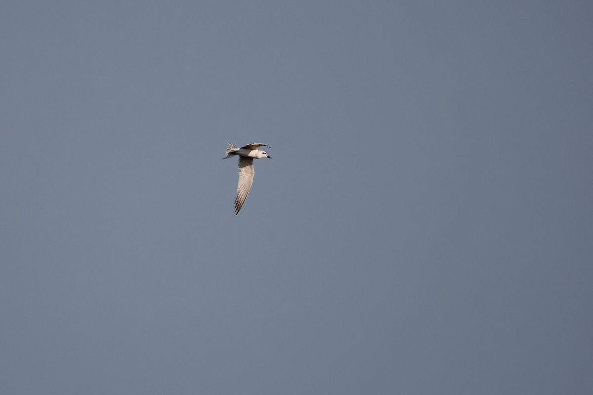 Gull-billed Tern - ML646570488
