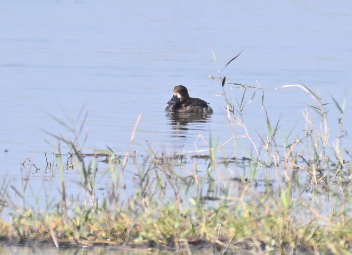 Tufted Duck - ML646570490