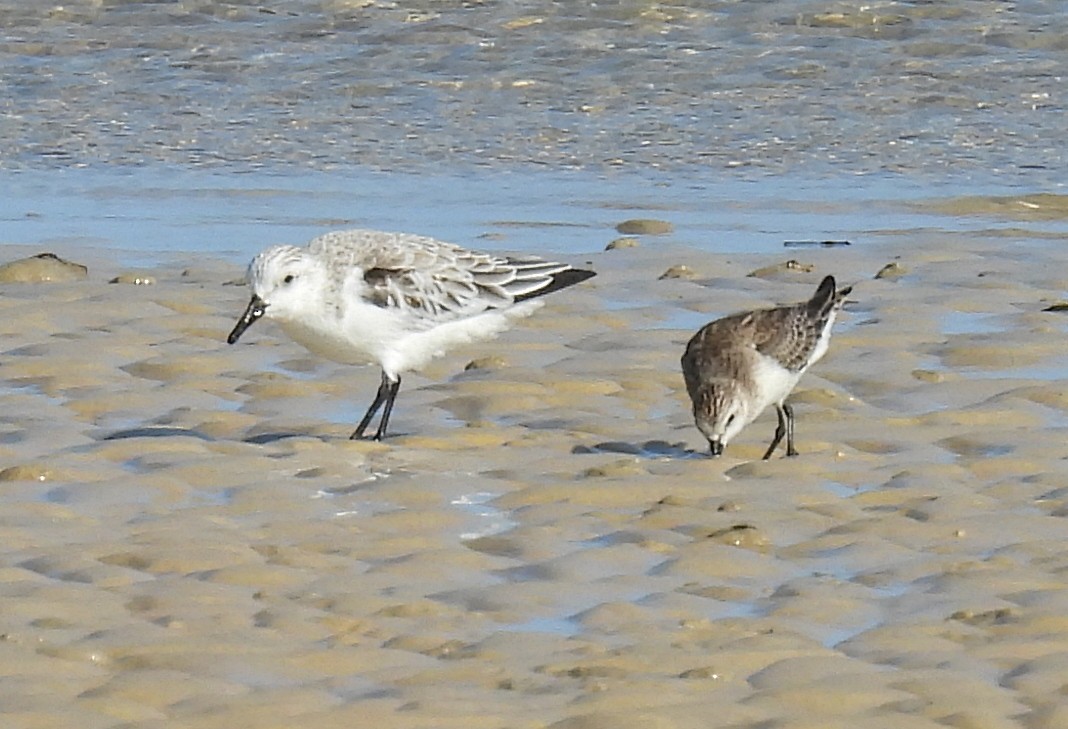 Sanderling - ML646570497