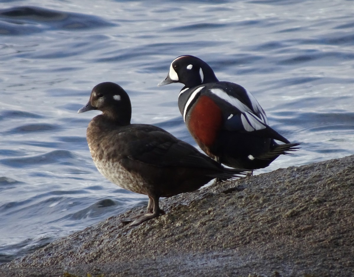 Palyaço Ördeği - ML646570499