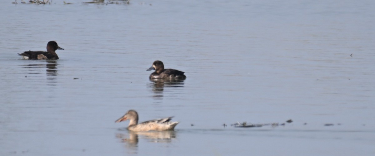 Tufted Duck - ML646570500