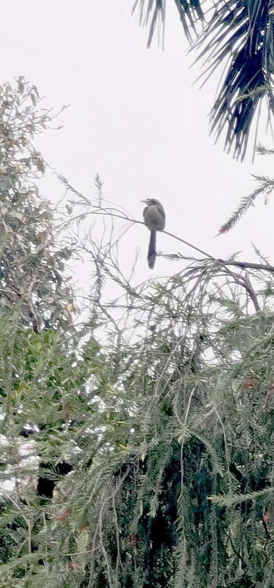 zoborožec klínoocasý - ML646570501