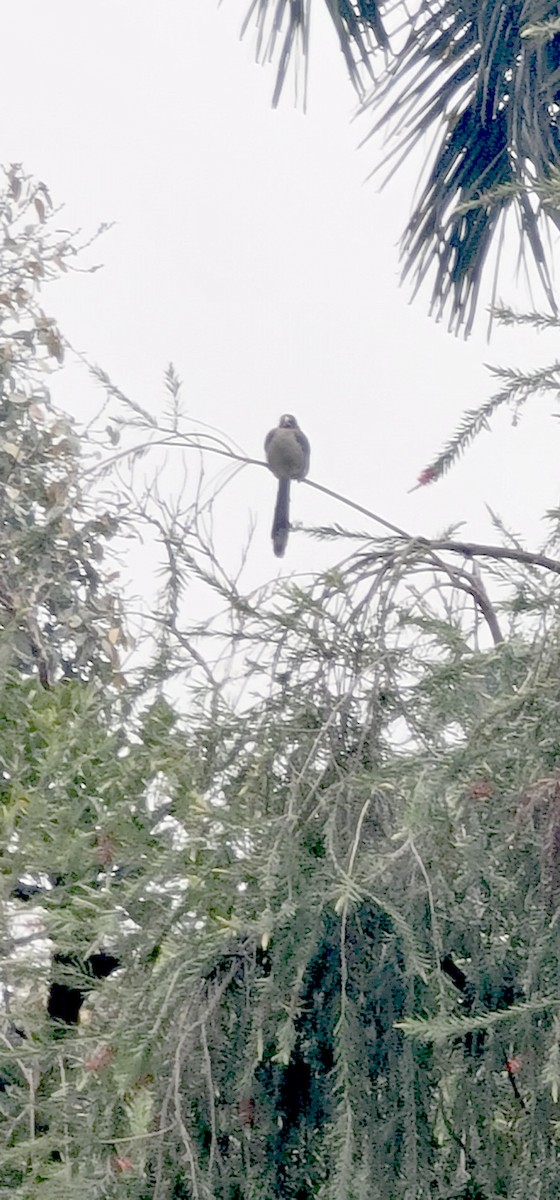 zoborožec klínoocasý - ML646570502