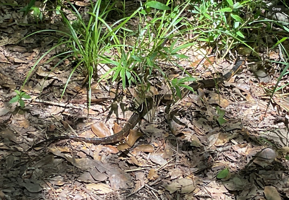 Broad-banded Watersnake - ML646570505