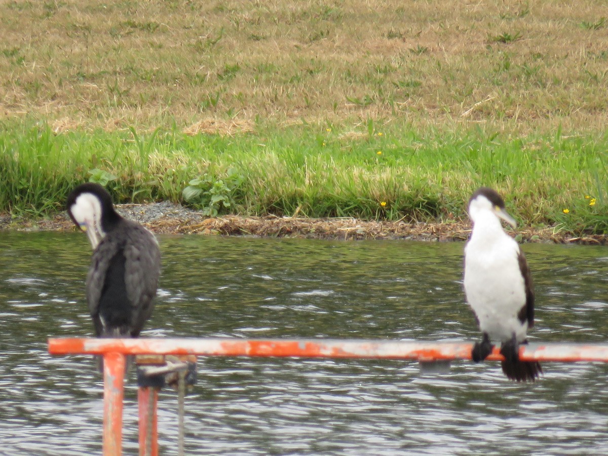 Pied Cormorant - ML646570506