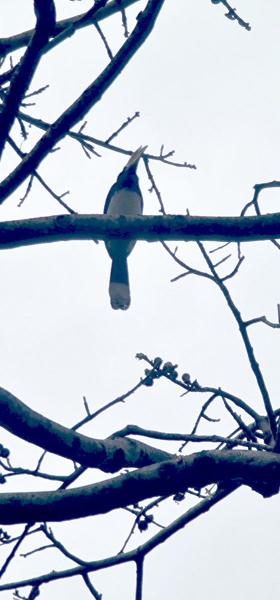 Oriental Pied-Hornbill - ML646570507