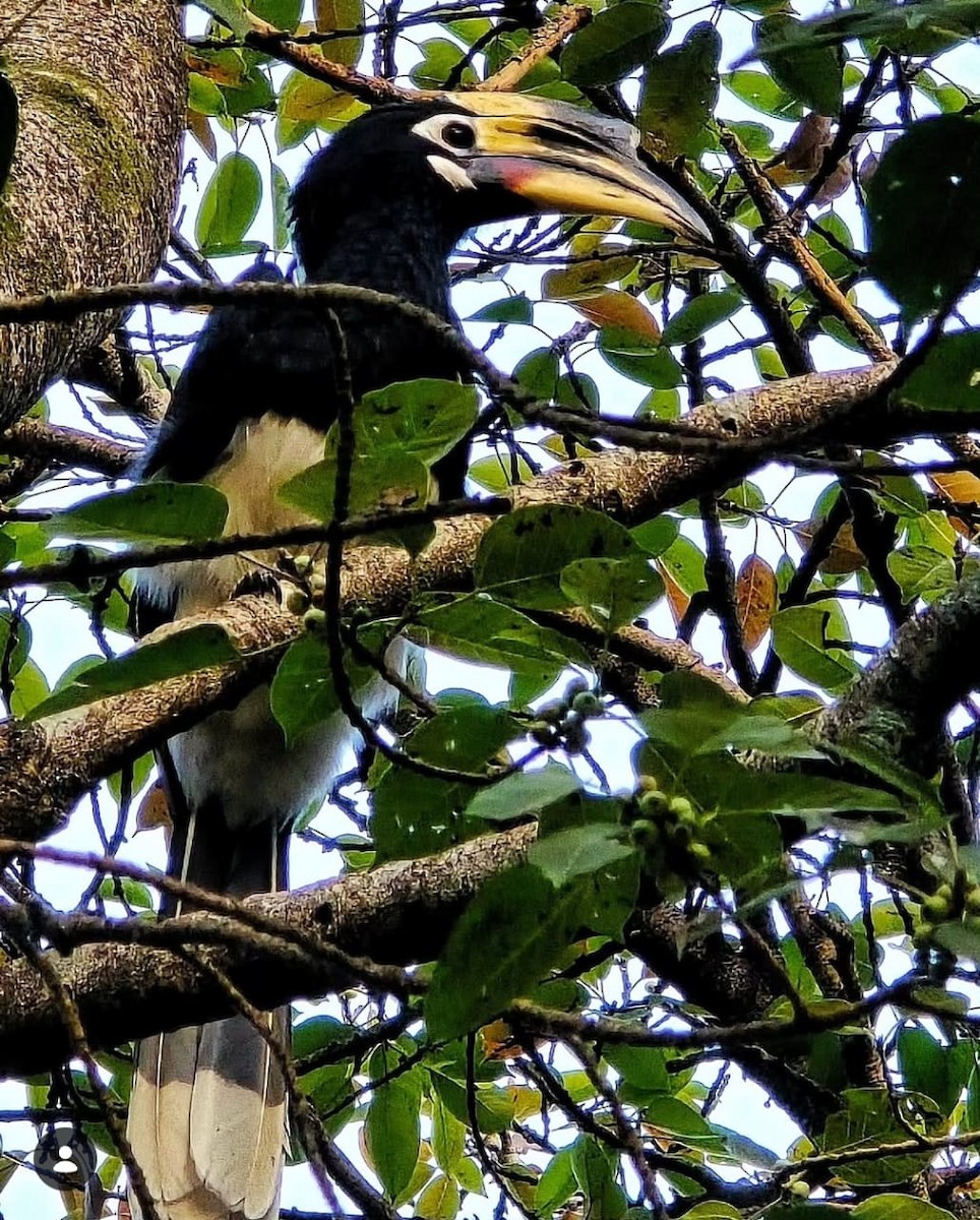 Oriental Pied-Hornbill - ML646570508