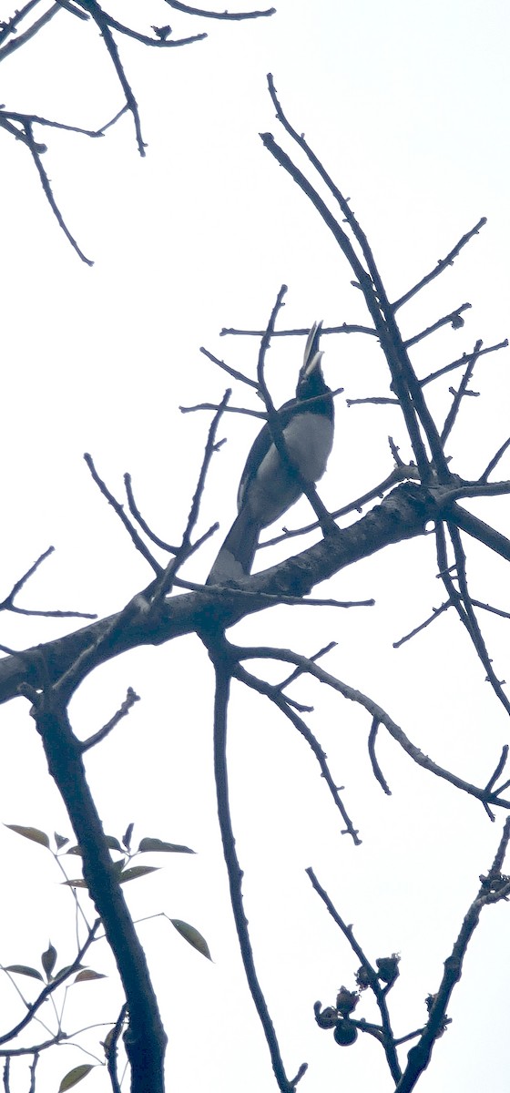 Oriental Pied-Hornbill - ML646570509