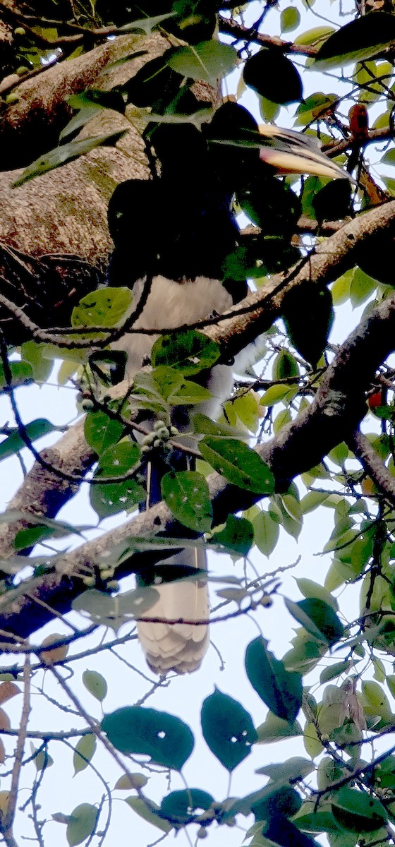 Oriental Pied-Hornbill - ML646570510