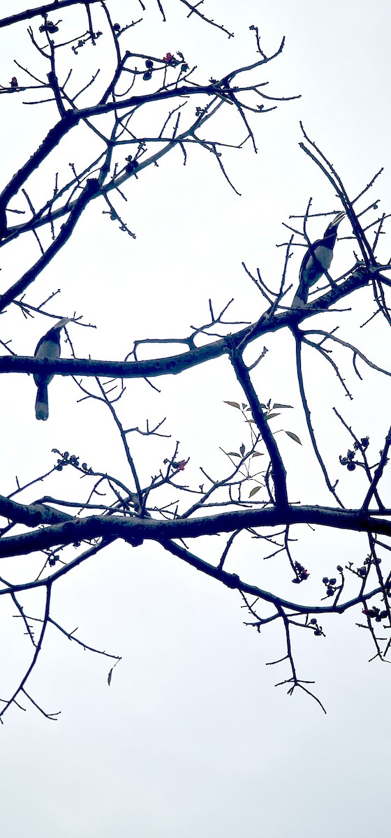 Oriental Pied-Hornbill - ML646570511