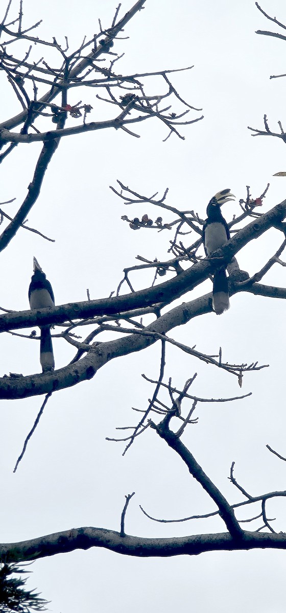 Oriental Pied-Hornbill - ML646570512