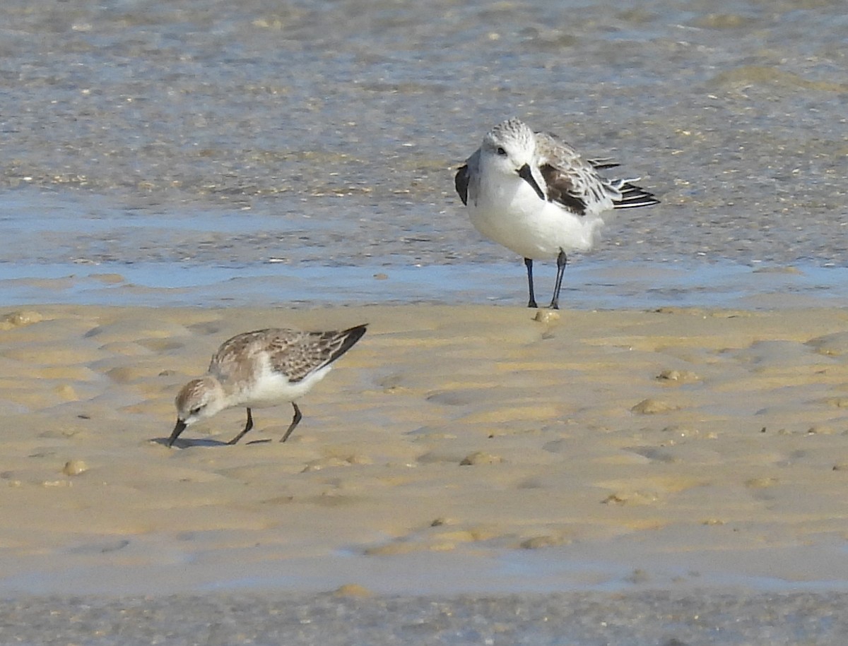 Txirri zuria - ML646570513