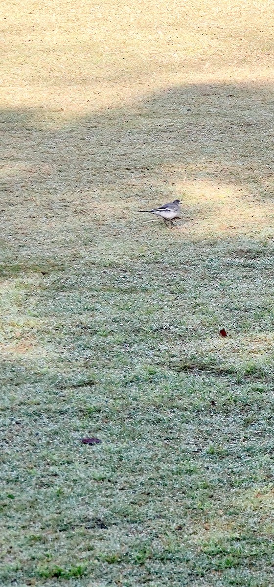 Buztanikara zuria - ML646570527