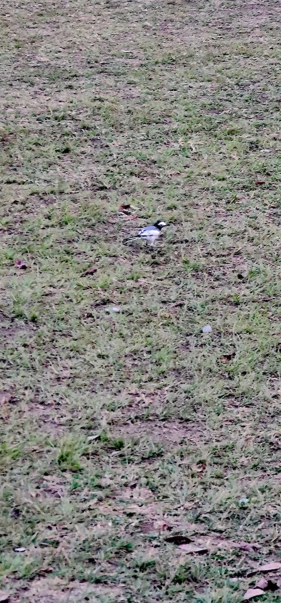 Buztanikara zuria - ML646570528