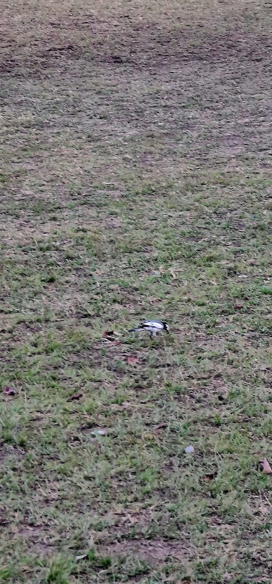 Buztanikara zuria - ML646570529