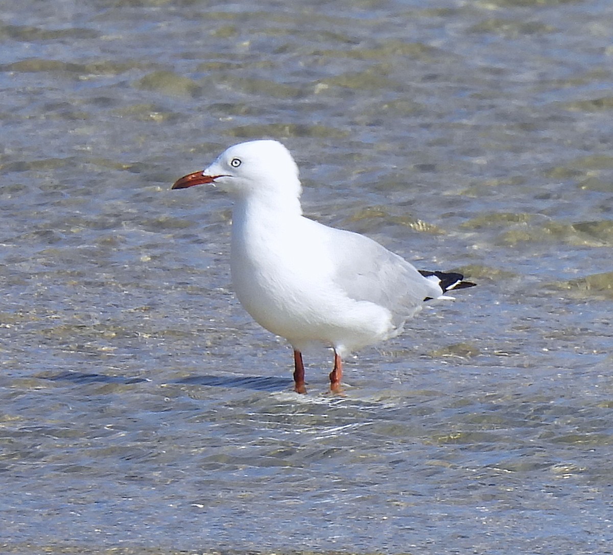 Zilar-antxeta - ML646570533