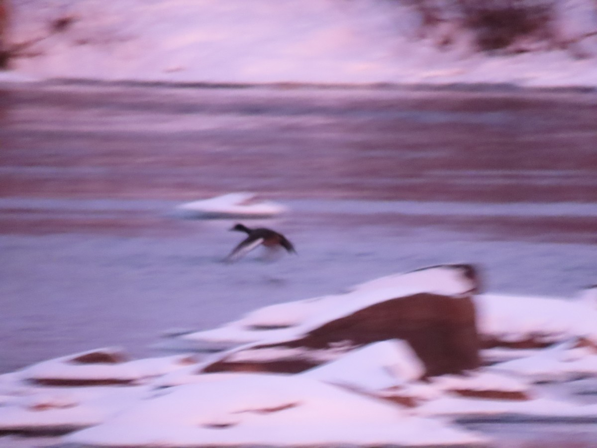 Greater Scaup - ML646570535